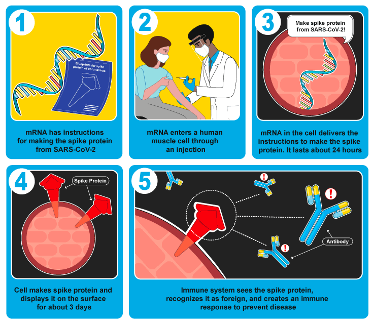 How mRNA Inoculations Work